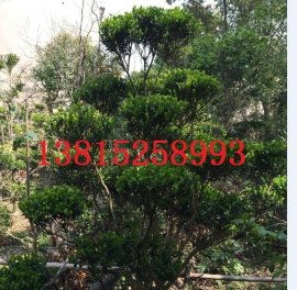 打造蘇州詩意棲居 別墅景觀設計與庭院綠化施工一站式解決方案